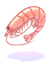 Shrimp
